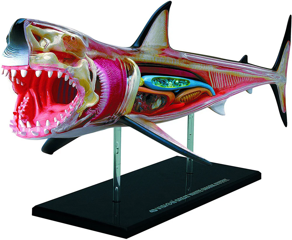 Thames and Kosmos Animal Anatomy - Great White Shark - Image 3